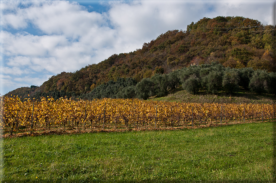 foto Colline Marosticane in Autunno